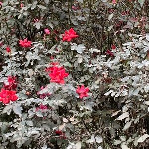 Meet your Posher, Nataley